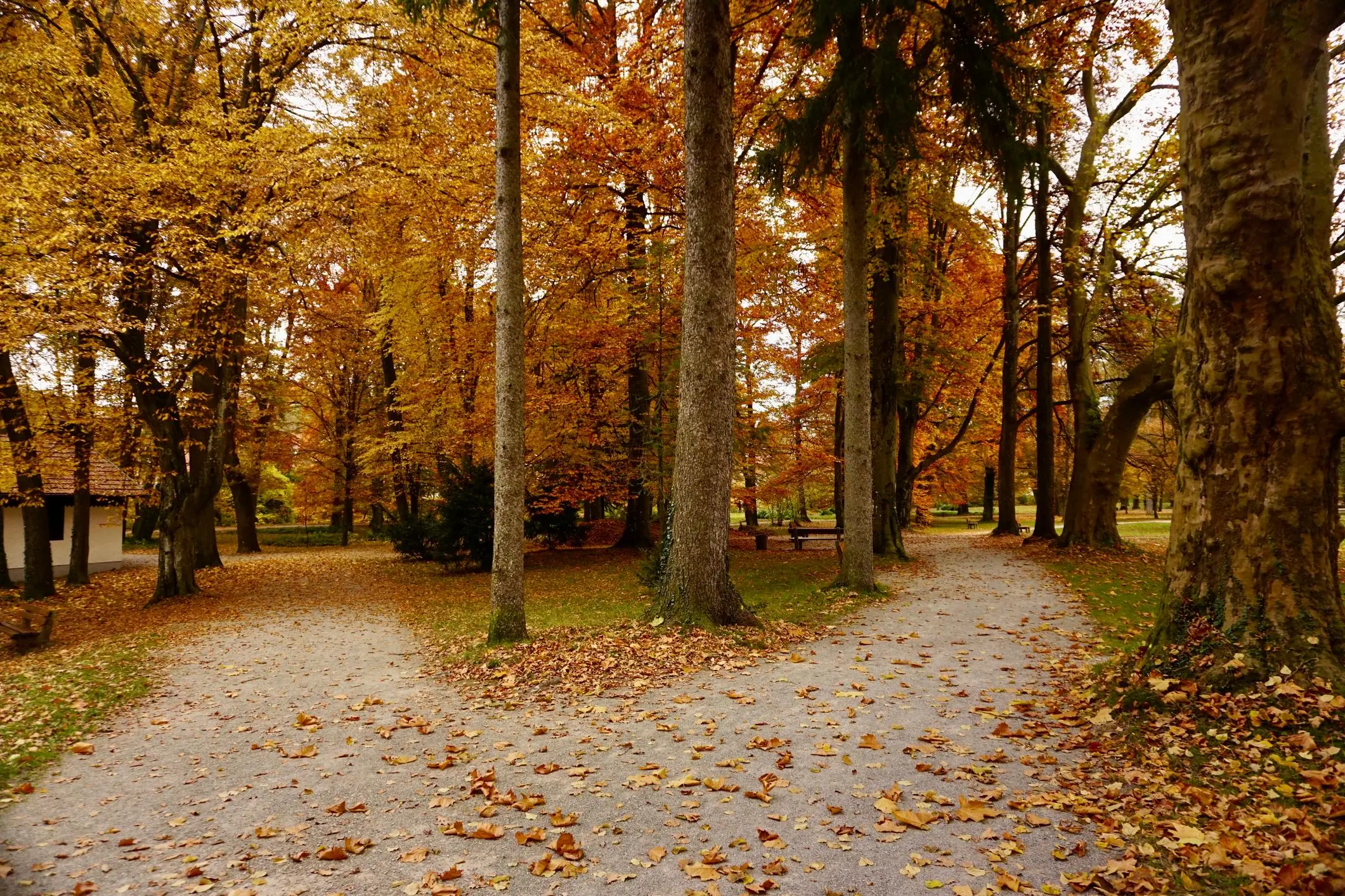 Two peaceful park trails surrounded by trees and fallen leaves, representing the journey of financial preparation for divorce