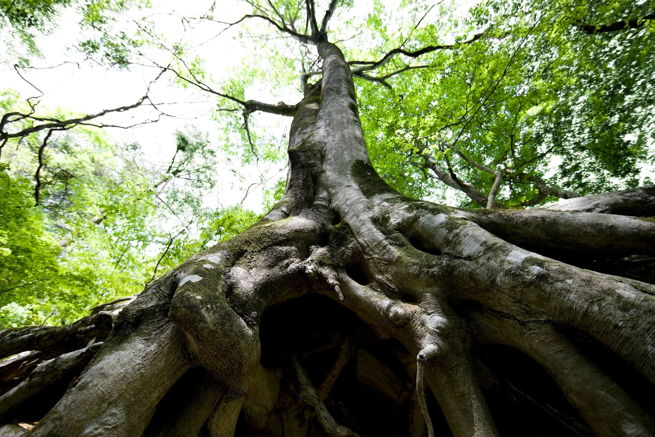 A big tree surrounded by forest, highlighting its roots' origination